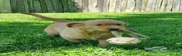 Golden Retriever dogs for sale: Copper - Ad 15