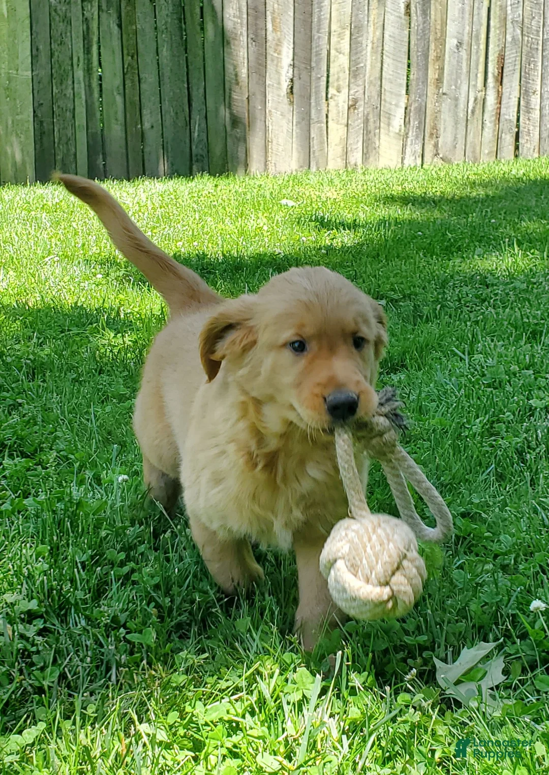 Golden Retriever dogs for sale: Copper - Ad 15