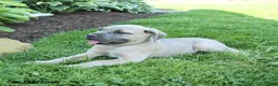 Cane Corso dogs for sale: Kaden - Ad 3