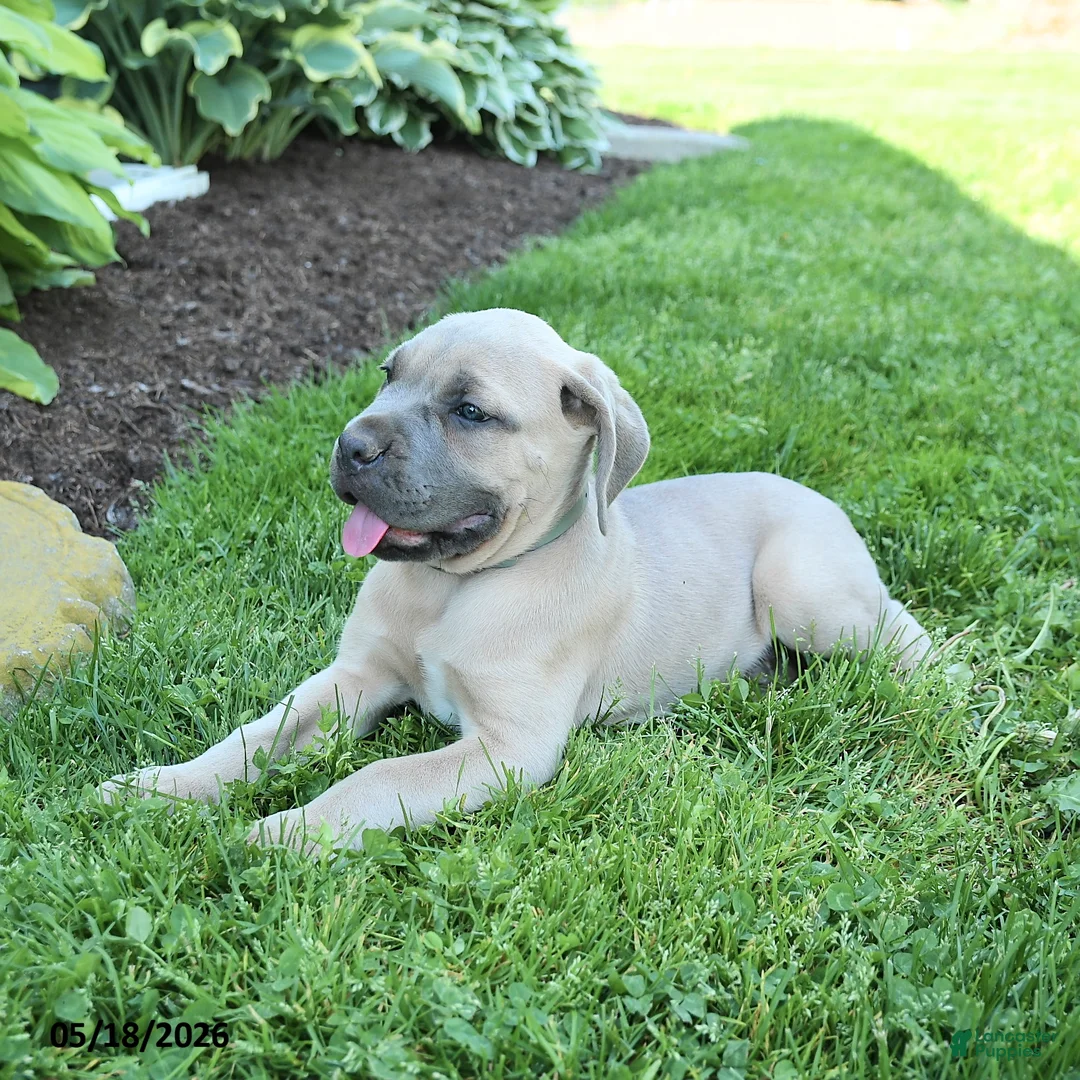 Cane Corso dogs for sale: Kaden - Ad 3