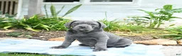 Cane Corso dogs for sale: Waylon - Ad 1
