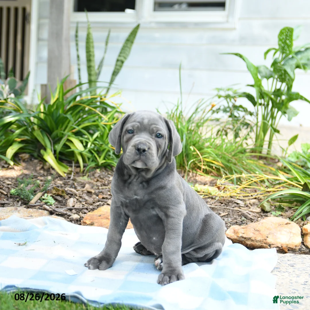 Cane Corso dogs for sale: Waylon - Ad 1