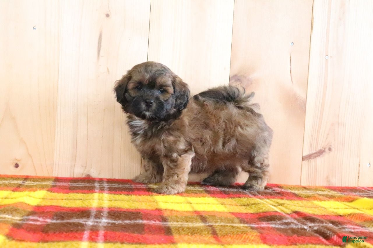 Shihpoo dogs Duke - Ad 2