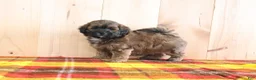 Shihpoo dogs for sale: Duke - Ad 2