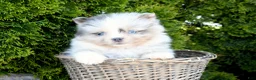 Pomeranian dogs for sale: Alex - Ad 1