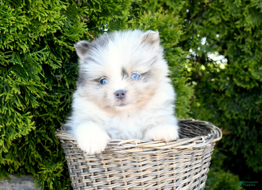 Pomeranian dogs for sale: Alex - Ad 1