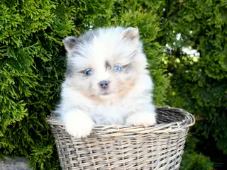 Pomeranian dogs for sale: Alex - Ad 4