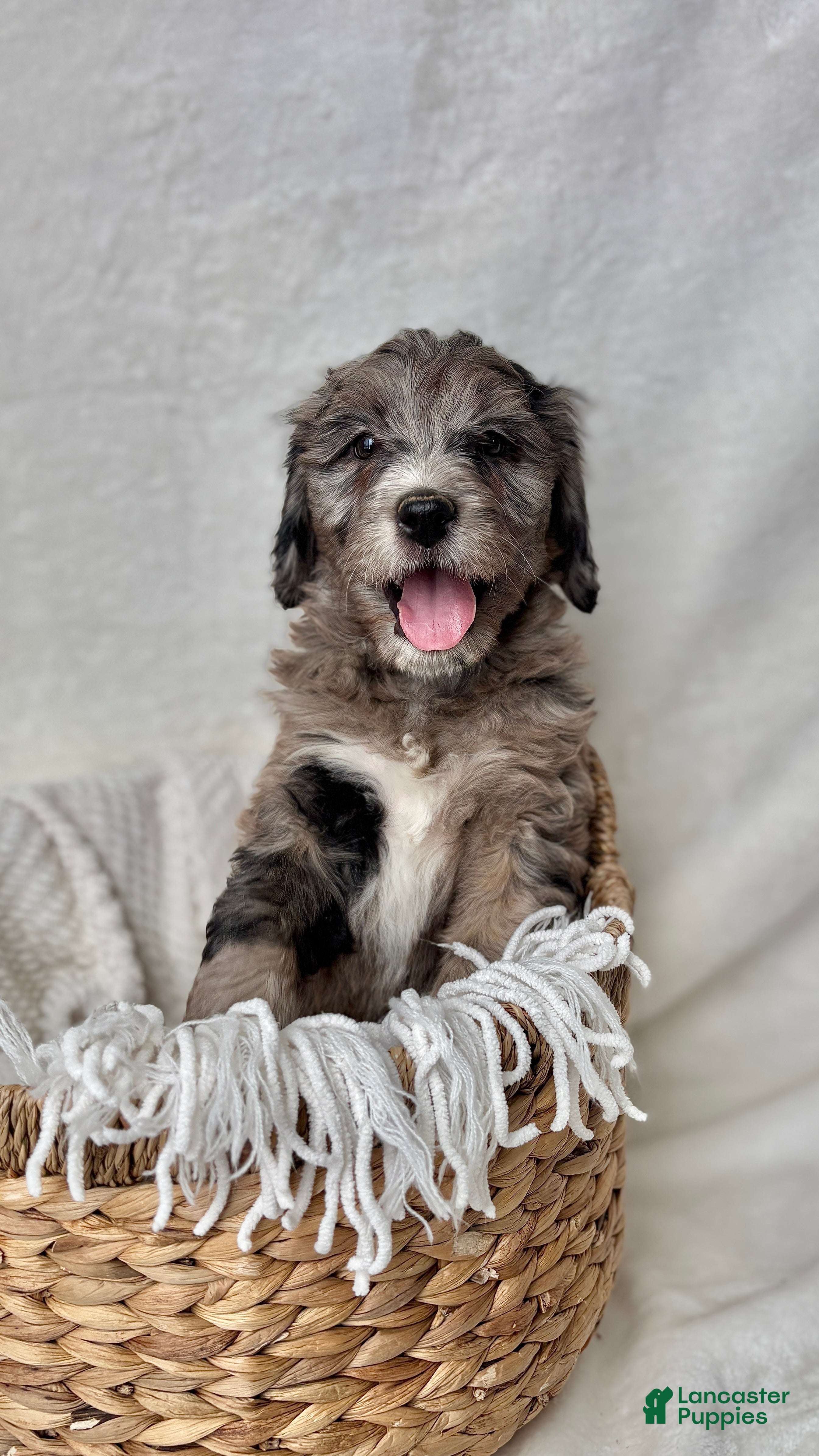 Bernedoodle dogs Bella - Ad 29