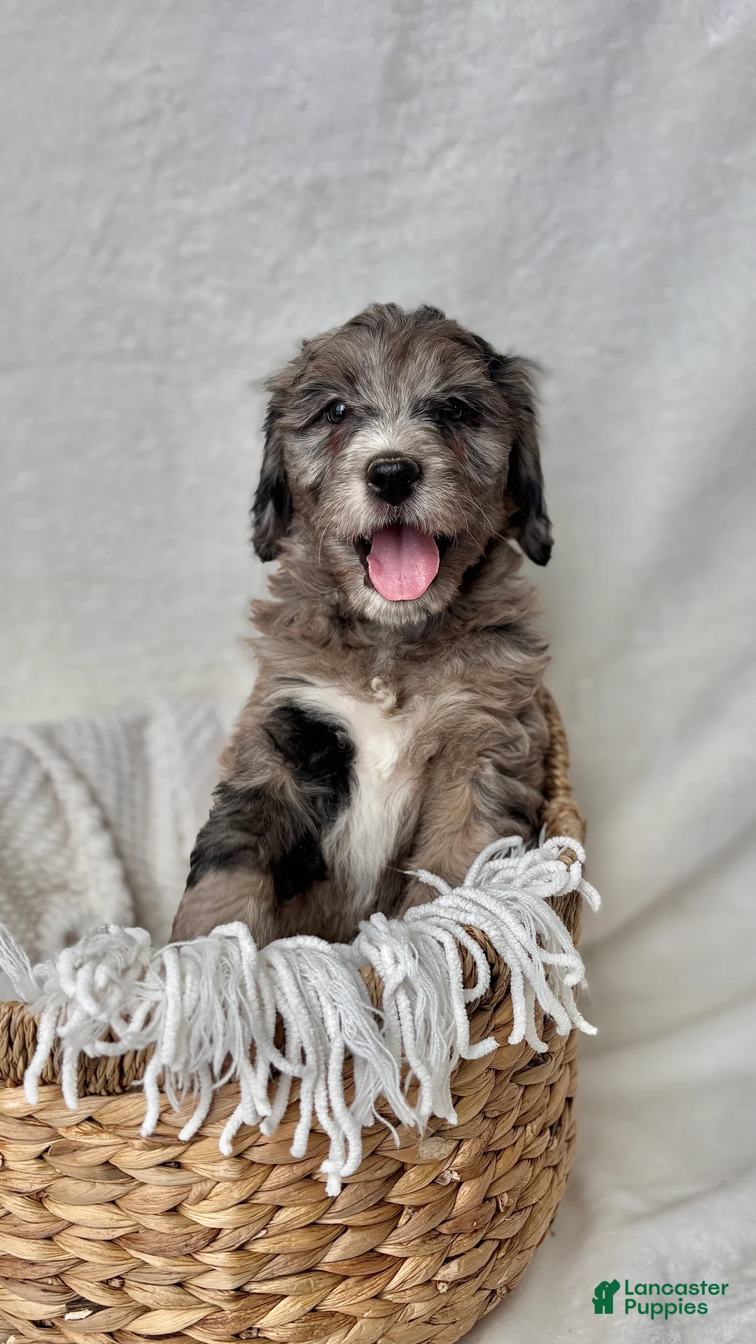 Bernedoodle dogs for sale: Bella - Ad 2