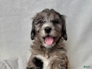 Bernedoodle dogs Bella - Ad 29