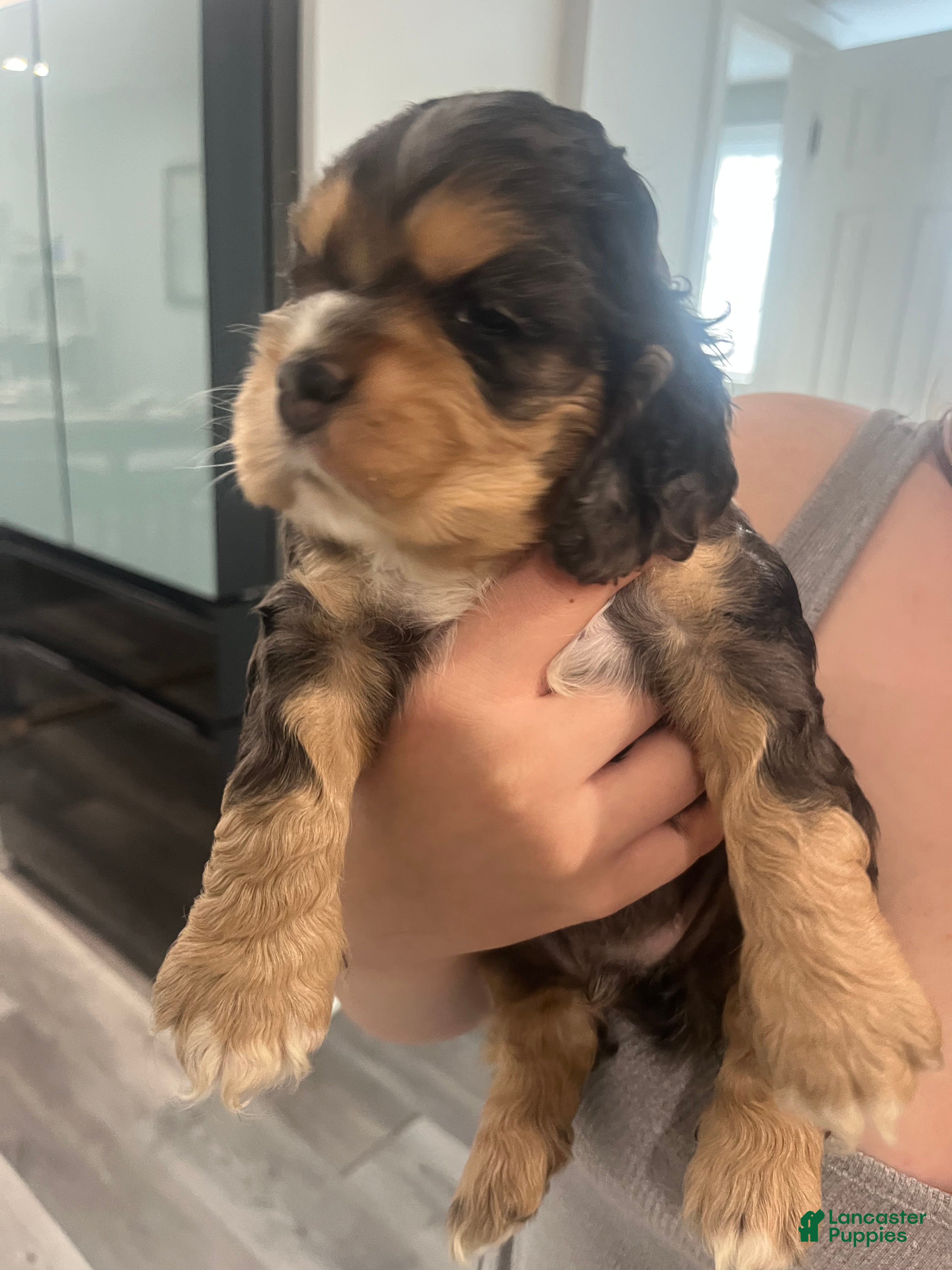 Cocker Spaniel dogs Cocker Spaniel Puppy 2 - Ad 2