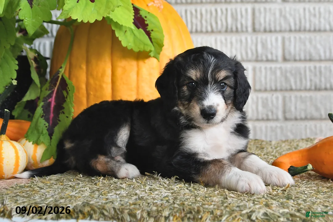 Mixed Breed dogs for sale: Captain - Ad 2