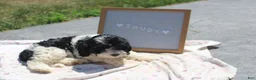 Cavapoo dogs for sale: Trudy - Ad 3