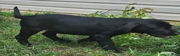 Goldador dogs for sale: LACY - Ad 1