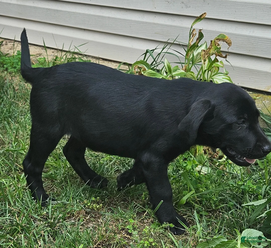 Goldador dogs for sale: LACY - Ad 1