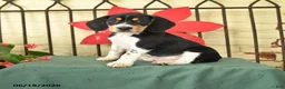 Beagle dogs for sale: Spencer - Ad 1