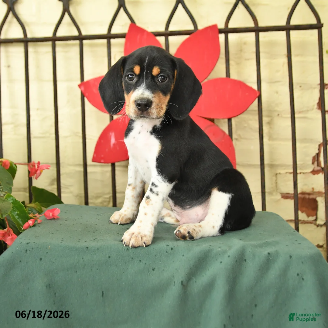 Beagle dogs for sale: Spencer - Ad 1