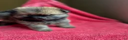 Pomeranian dogs for sale: Selene - Ad 4