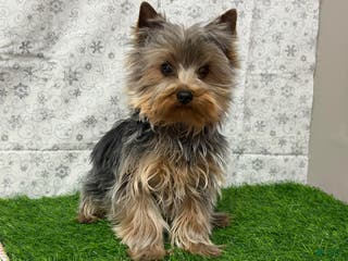 Yorkshire Terrier dogs Leo - Ad 38