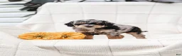 Maltipoo dogs for sale: Myla - Ad 4