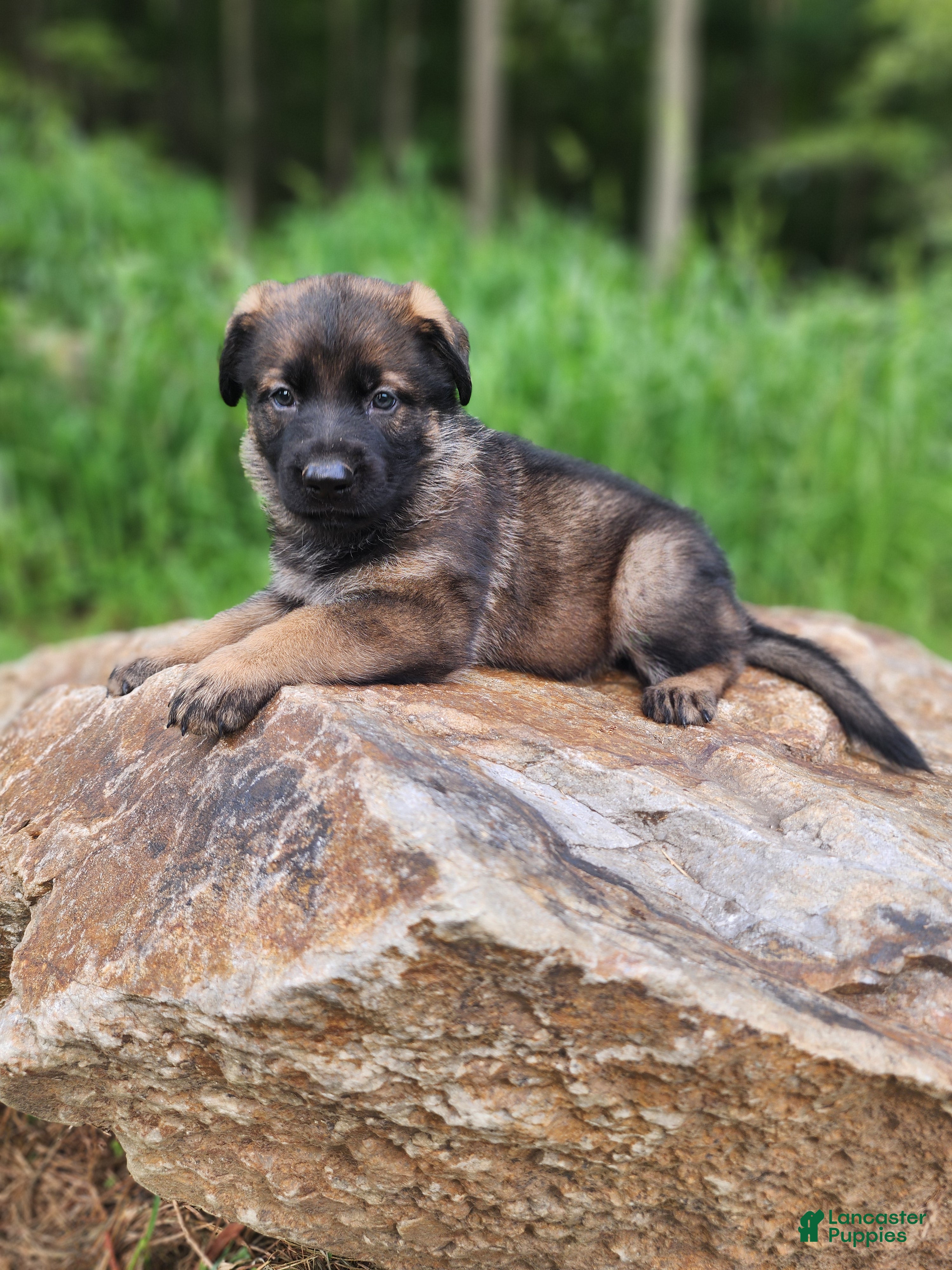 German Shepherd dogs Taska - Ad 2