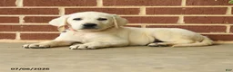 Labrador Retriever dogs for sale: Dolly - Ad 3