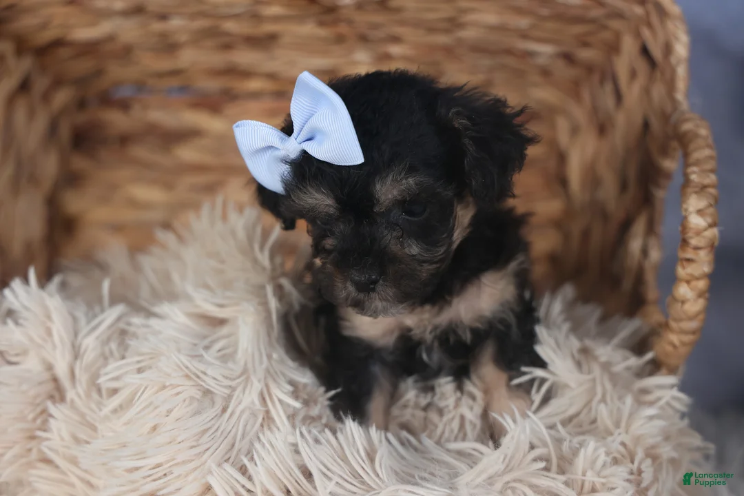 Miniature Poodle dogs for sale: Rosebud (Runt of Litter) - Ad 6