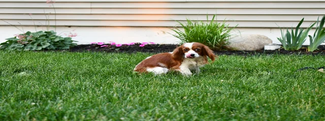 Cora 