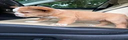 French Bulldog dogs for sale: French Bulldog 2 - Ad 8