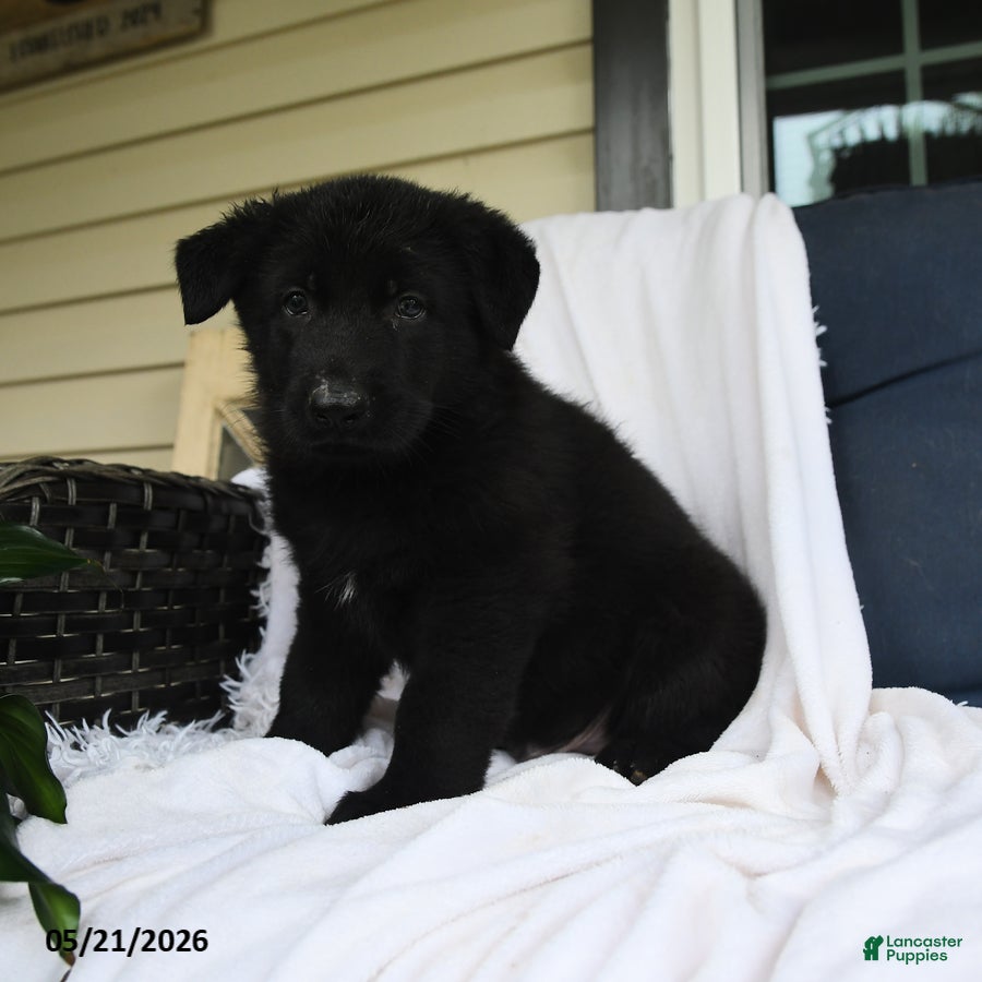 German Shepherd dogs Wilhelm  - Ad 2