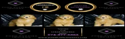 Mini Goldendoodle dogs for sale: Butters - Ad 5