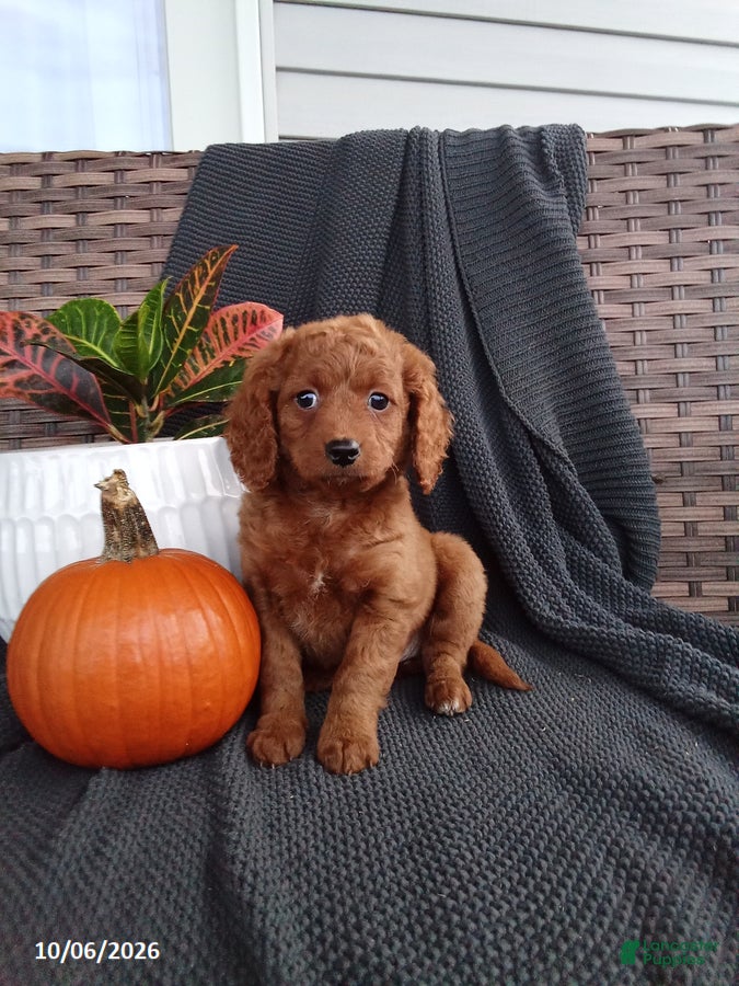 Mixed Breed dogs Esther - Ad 1