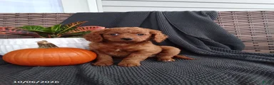 Esther