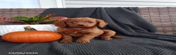 Mixed Breed dogs for sale: Esther - Ad 1