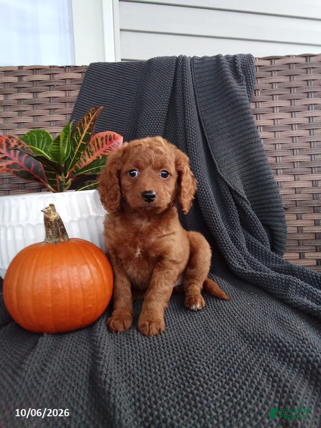 Mixed Breed dogs for sale: Esther - Ad 1