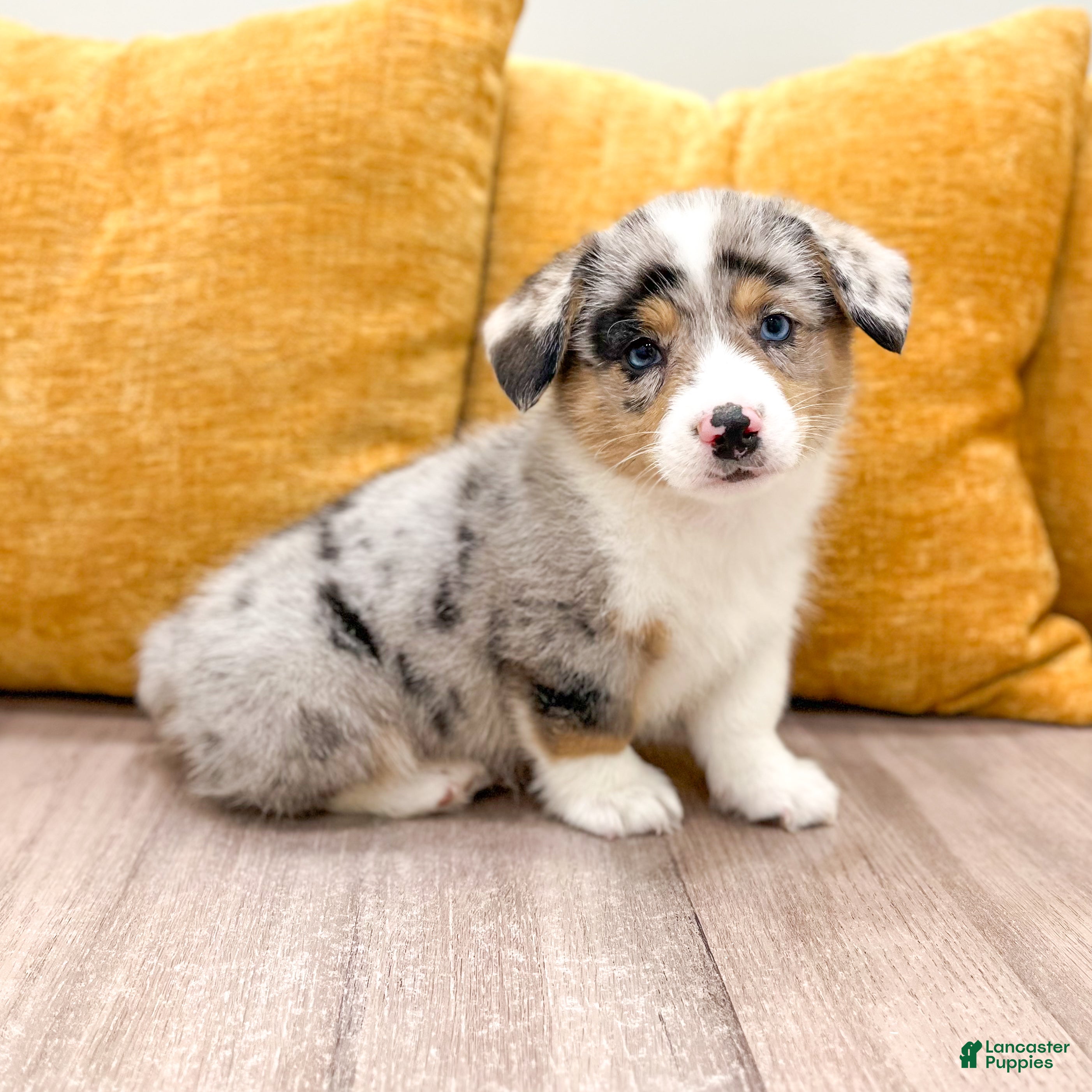 Welsh Corgi Pembroke dogs Henry - Ad 1