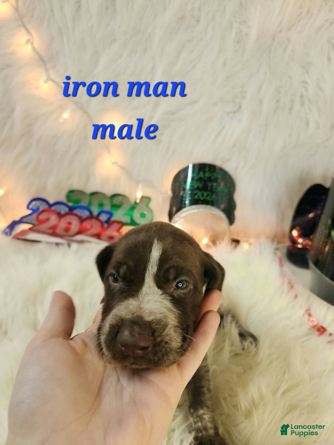 German Shorthaired Pointer dogs for sale: Hulk - Ad 1