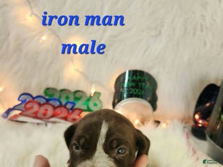 German Shorthaired Pointer dogs Hulk - Ad 39