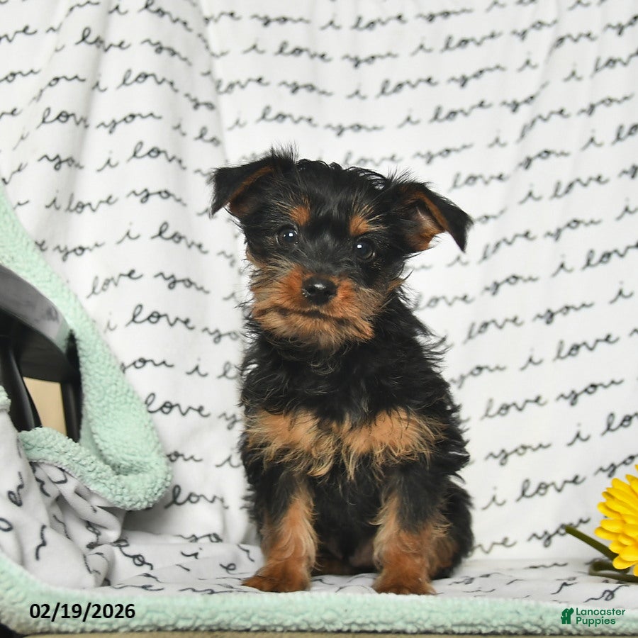 Yorkiepoo dogs Rascal - Ad 2