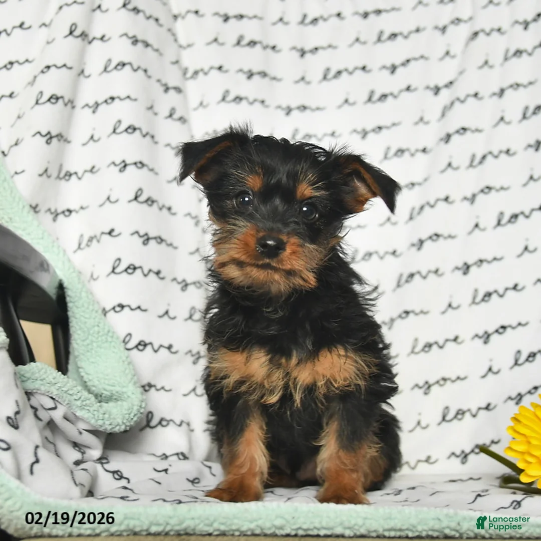 Yorkiepoo dogs for sale: Rascal - Ad 2