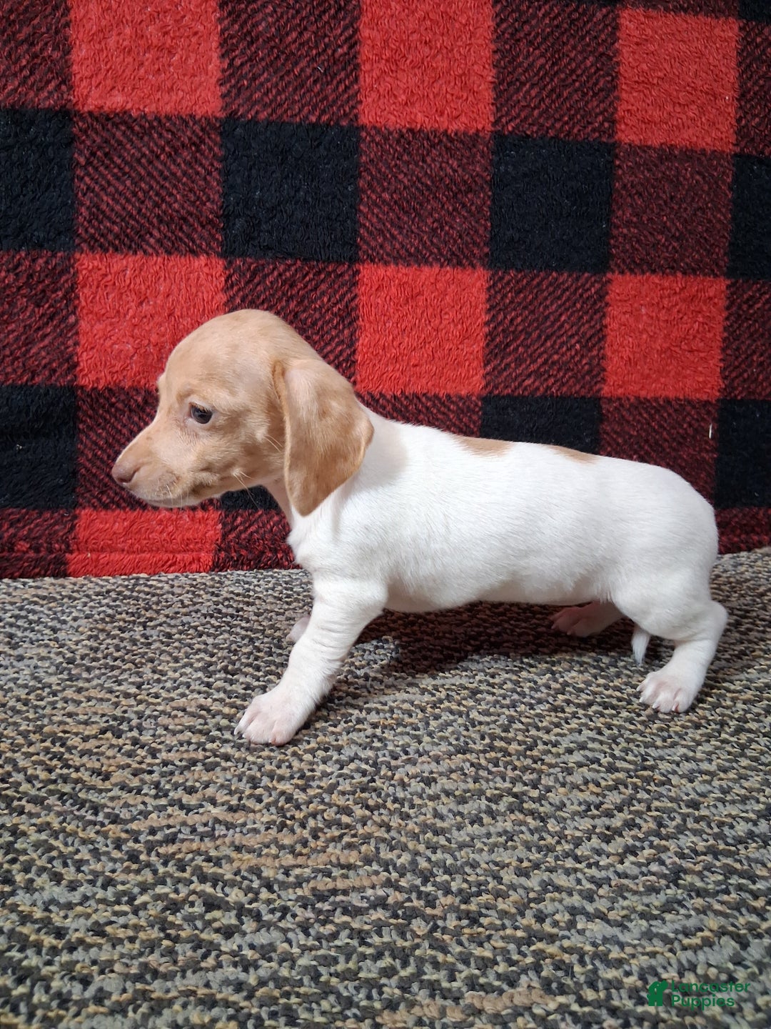 Miniature Dachshund dogs for sale: Angela - Ad 4