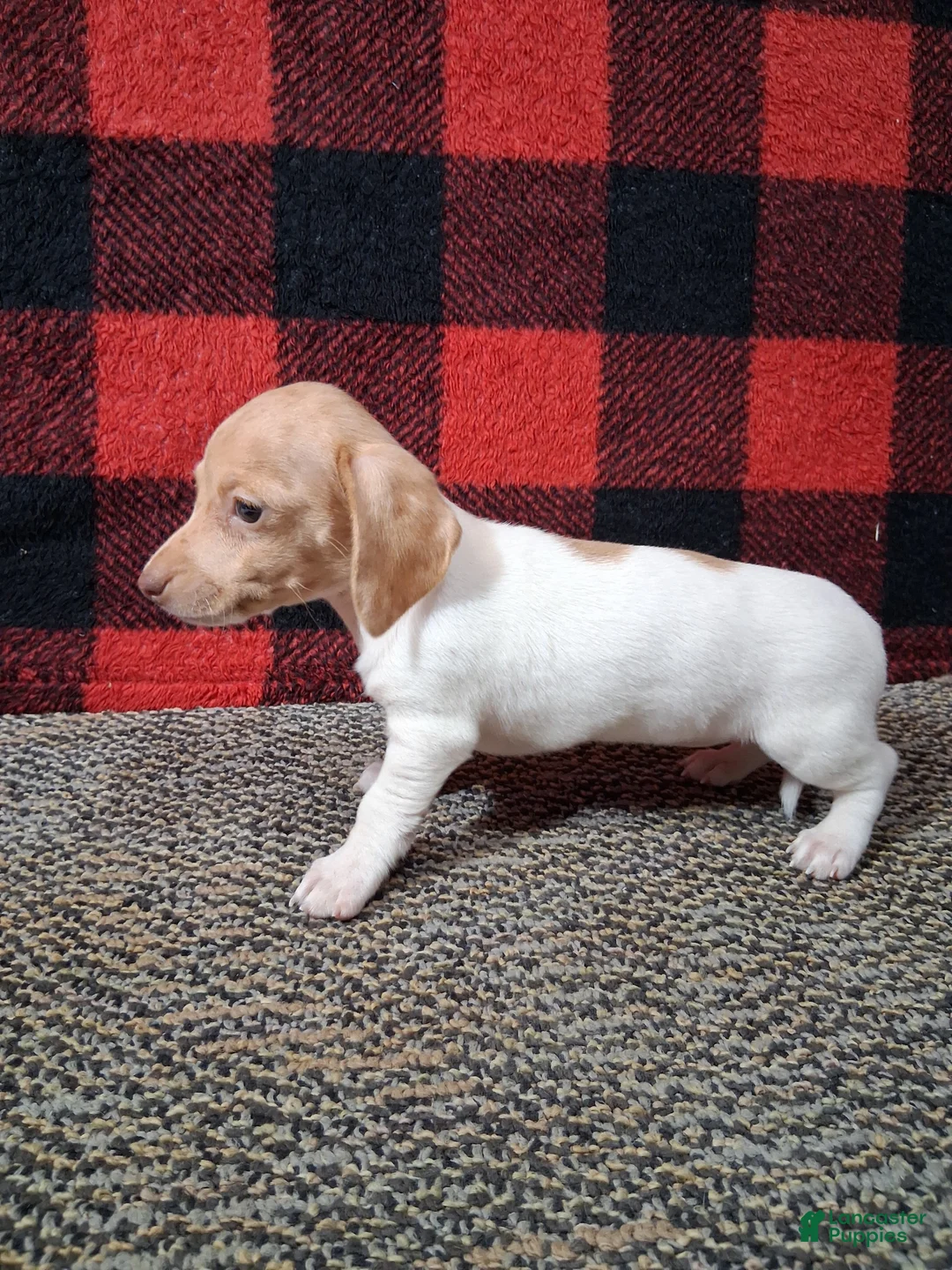 Miniature Dachshund dogs for sale: Angela - Ad 4