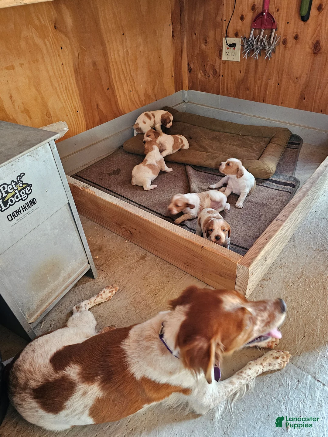 Brittany Spaniel dogs for sale: Brittany Spaniel 1 - Ad 2