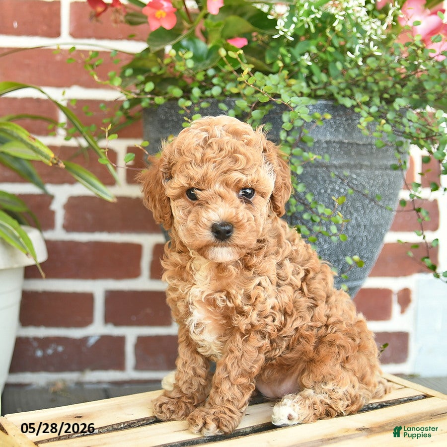 Toy Poodle dogs Jade  - Ad 2