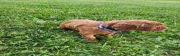 Cavapoo dogs for sale: Finley  - Ad 11