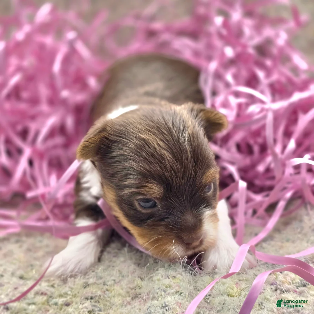 Yorkshire Terrier dogs for sale: Quinn - Ad 2