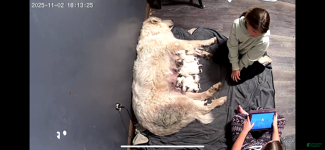 Great Pyrenees dogs for sale: Opal- yellow - Ad 4