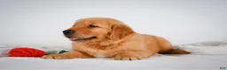 Golden Retriever dogs for sale: Roscoe - Ad 4