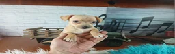 Chihuahua dogs for sale: Autumns fawn boy. Hand Delivery  - Ad 3