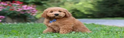 Goldendoodle dogs for sale: Theo - Ad 6